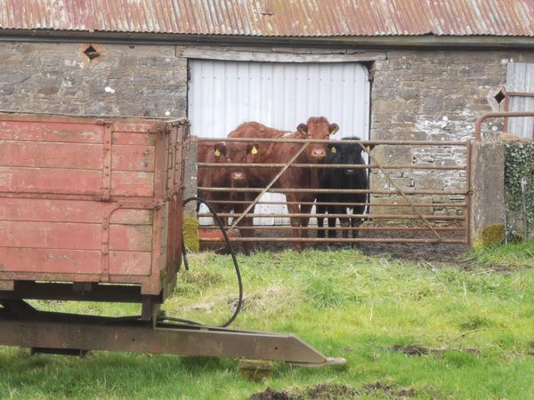 Brown and dark cows in a farm