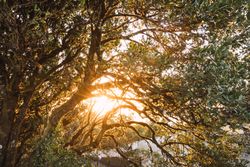 Bright sunrise through branches of trees