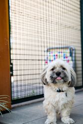 Shih-tzu dog outside