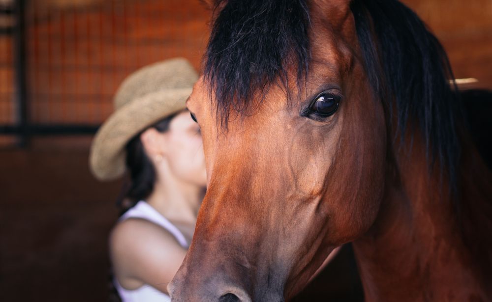 Close up of a brown horse in the stable