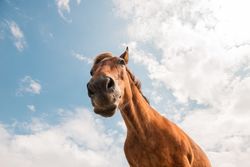 from below view of crop brown horse head in a cloudy background
