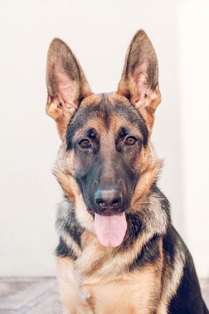 Funny purebred German Shepherd dog with tongue out
