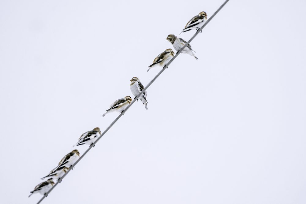 Several snow bunting birds on the line