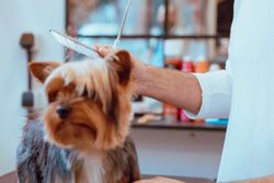 Crop groomer trimming fur of little dog