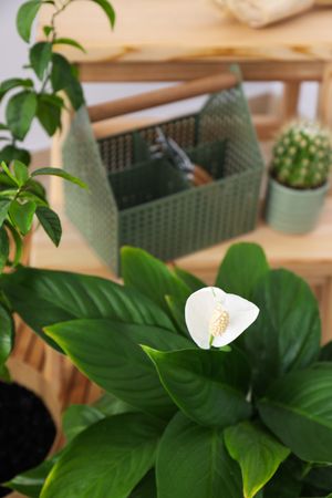 Cozy hobby - growing indoor plants at home