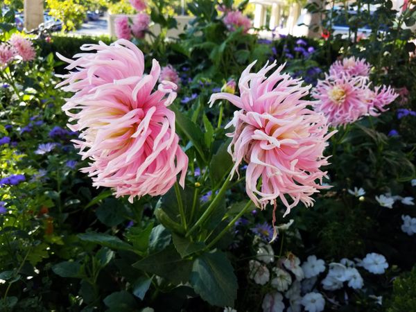 Pink stars-lady dahlia flowers