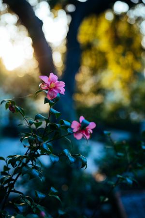 Two camellia blossoms with sunset and oak tree in background