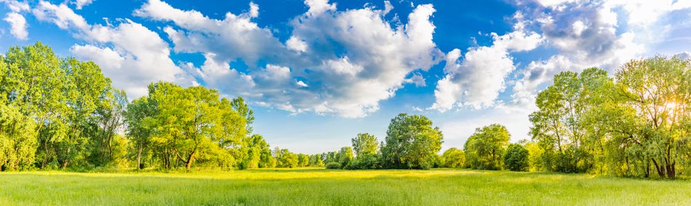 Field surrounded with trees on sunny day, wide