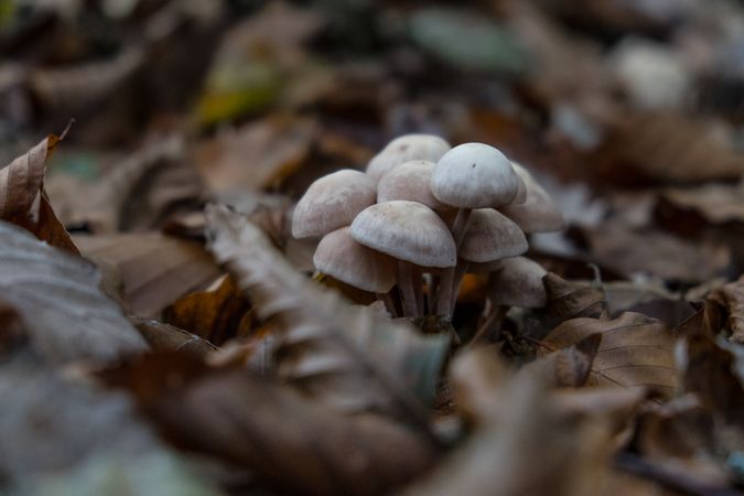 Small light mushrooms growing among fall leaves