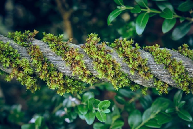 Moss on rope in forest