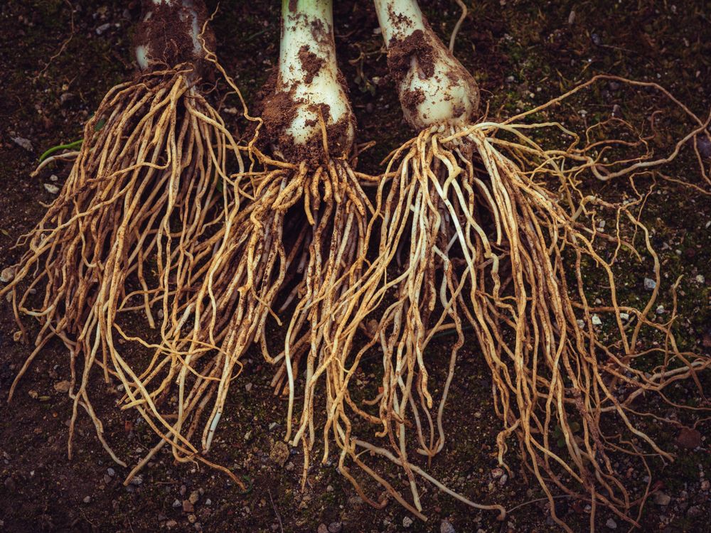 Onion with long roots on ground