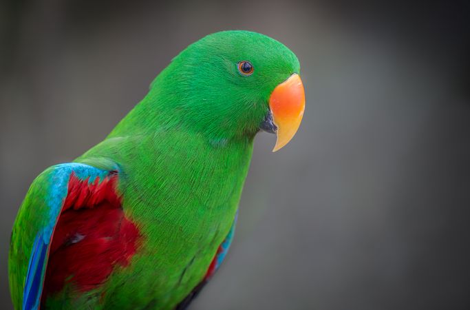 Green yellow and red parrot