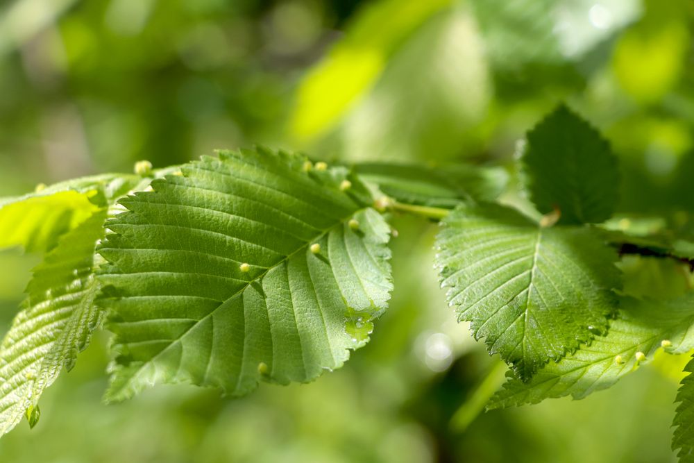Summer green leaves