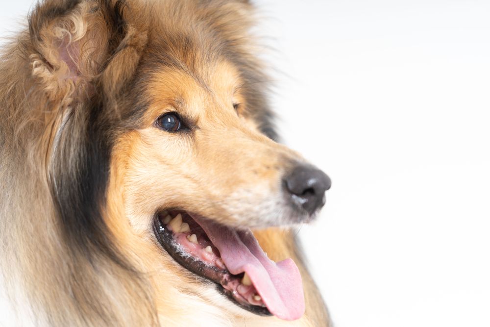 Side view of Scottish shepherd with copy space in studio shoot