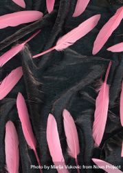 Soft feathers with shadow pastel pink on a dark fabric with copy space 5raKM0