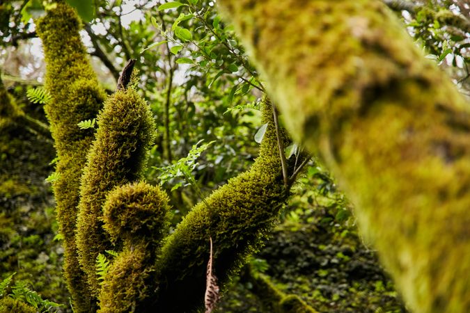 Lush green vegetation of tropical woods