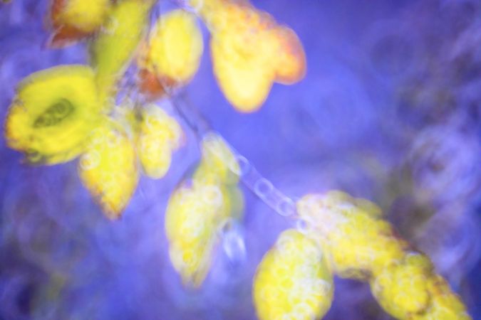 Tender dry leaves in blue light effect