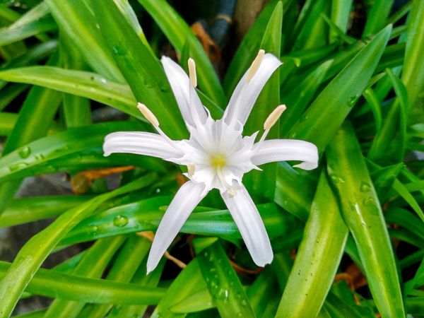 Lycoris Albiflora Spider Lily flower Blooming