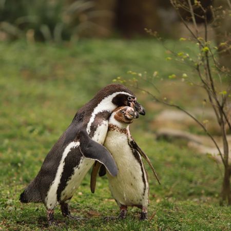 Two African penguins on grass