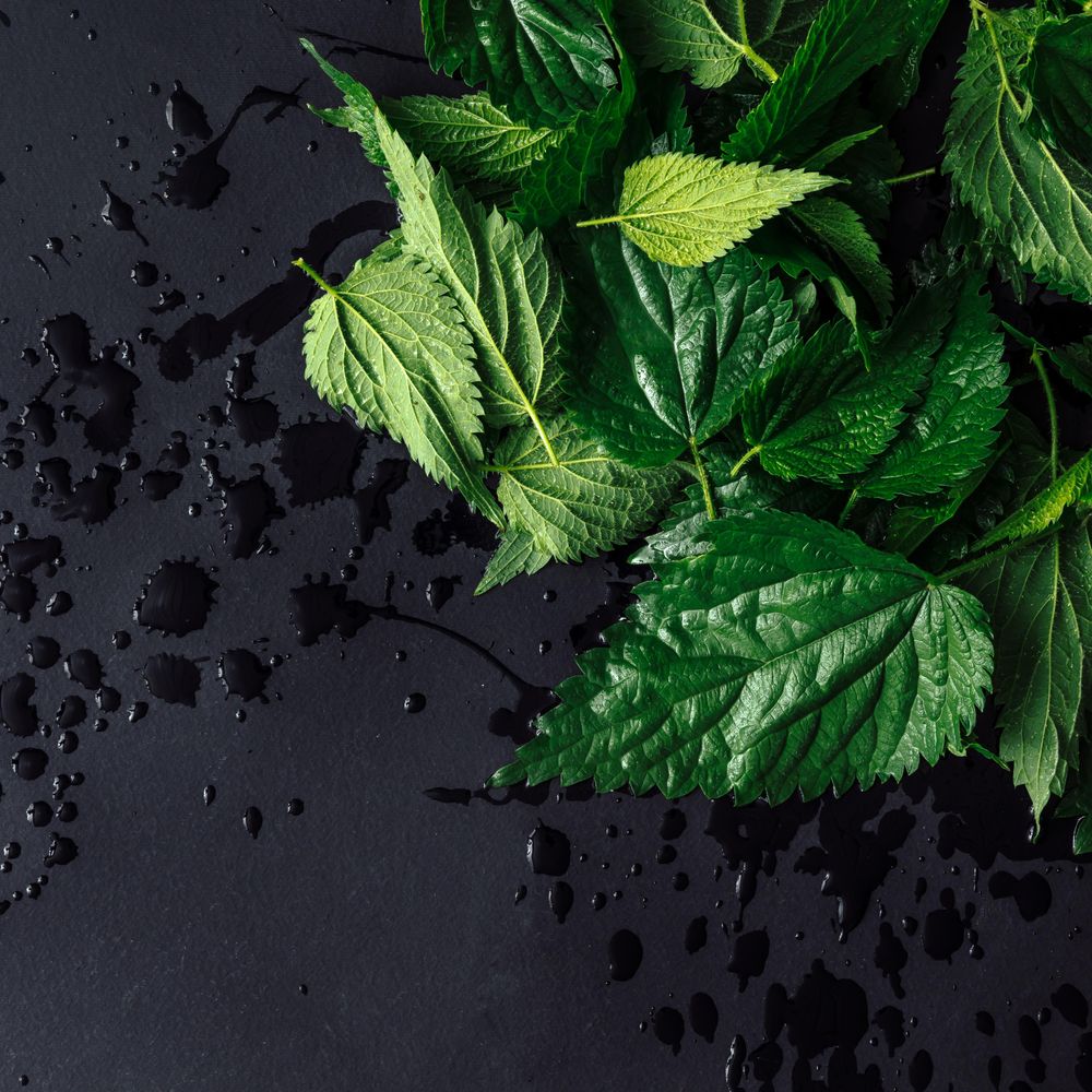 Freshly washed nettle leaves on dark background