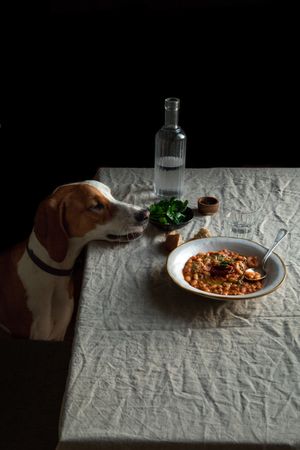 Cute dog sitting by table with served meal