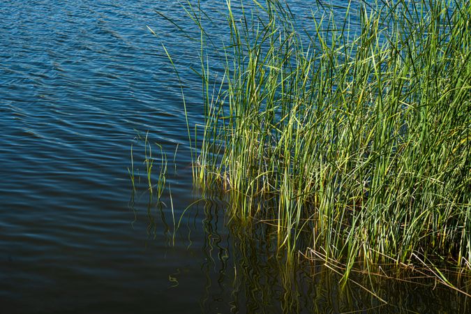 Lake landscape in summer