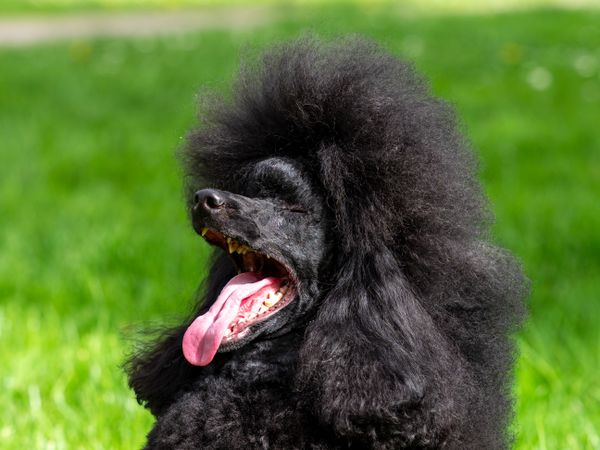 A very beautiful and elegant dark poodle.