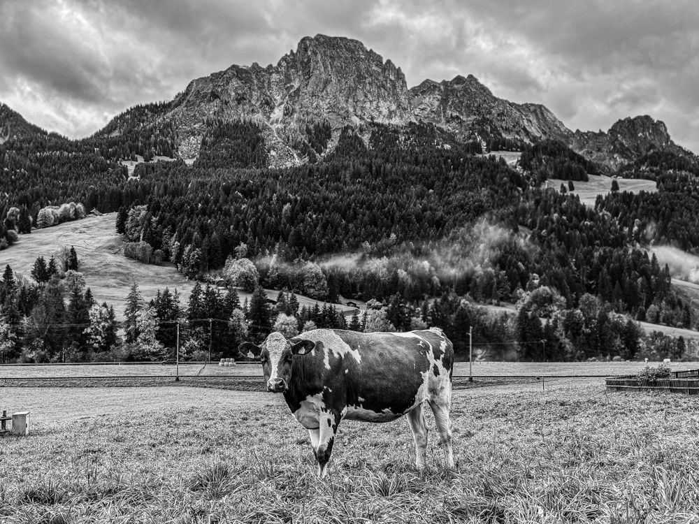 Brown cow grazing at the foot of the Videmanette, b&w