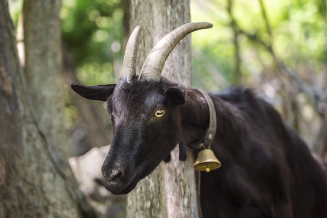 Goat portrait with a bell on its neck