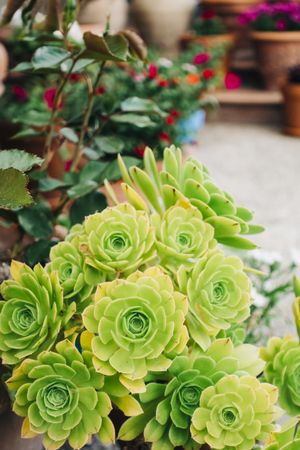 Overhead shot of succulents in pots