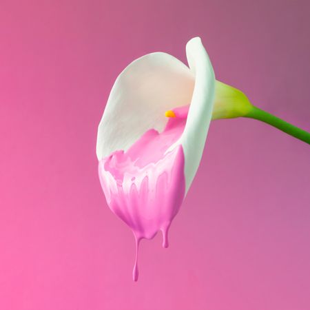 Calla flower with dripping pink paint