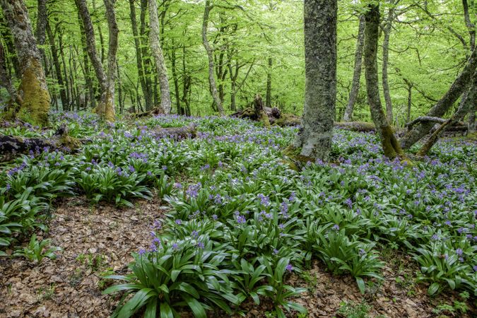 Flowers growing in spring forest