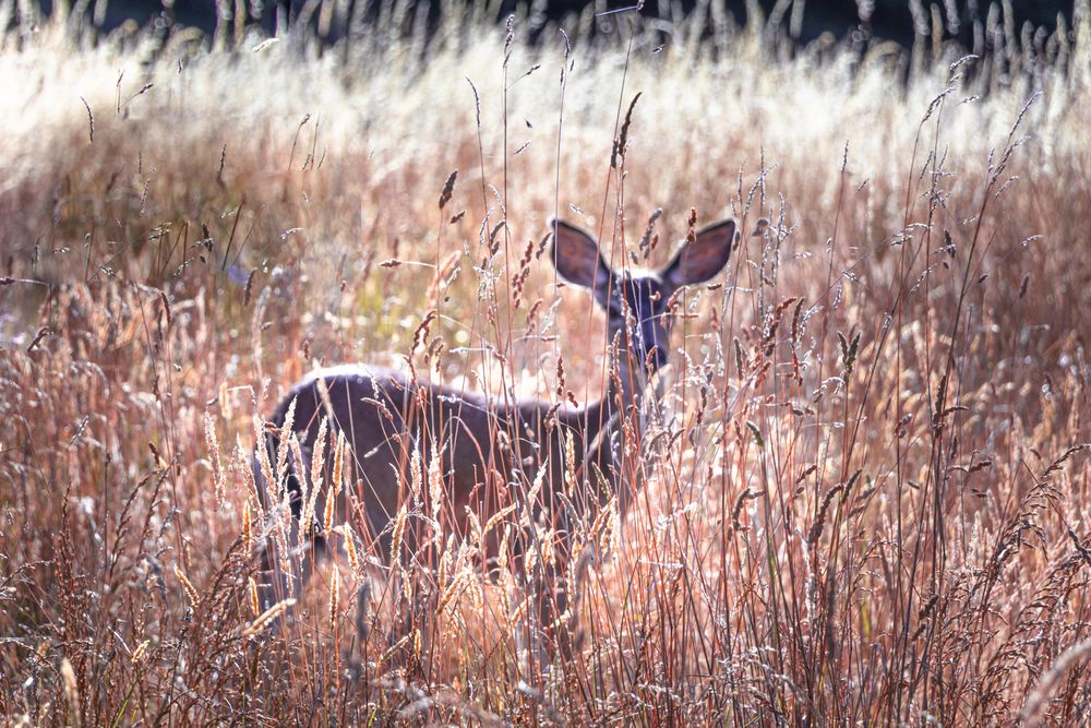 Side view of deer in long grass field