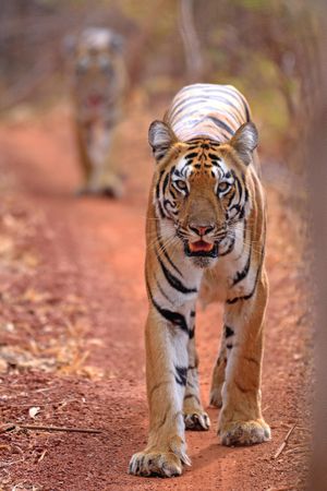 Bengal tigers on footpath