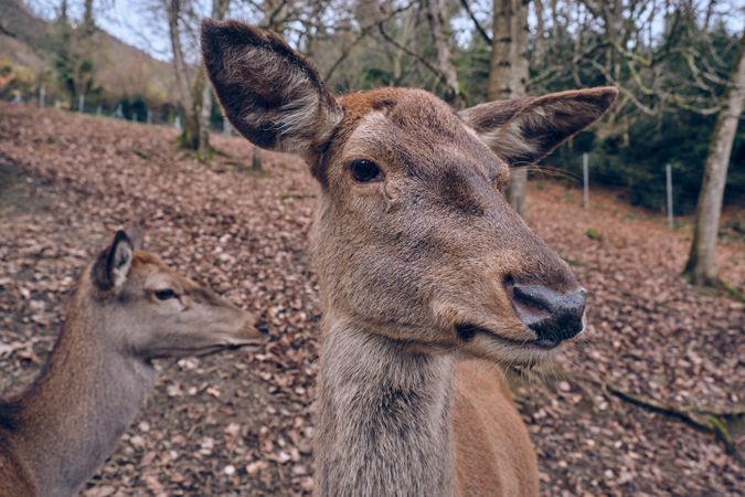 Wild roe deer in autumn forest