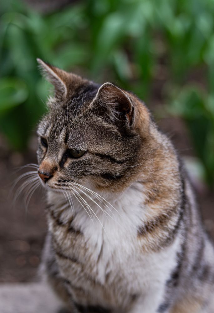Cute homeless kitten in the park