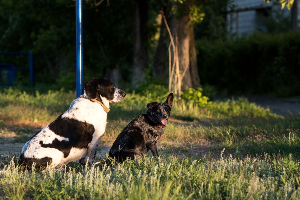 Two dogs sitting in golden hour sunlight in park.