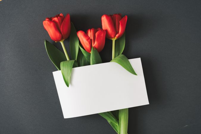 Tulips on gray background with paper card