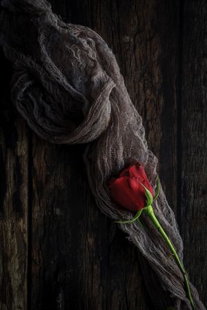red roses with dark background