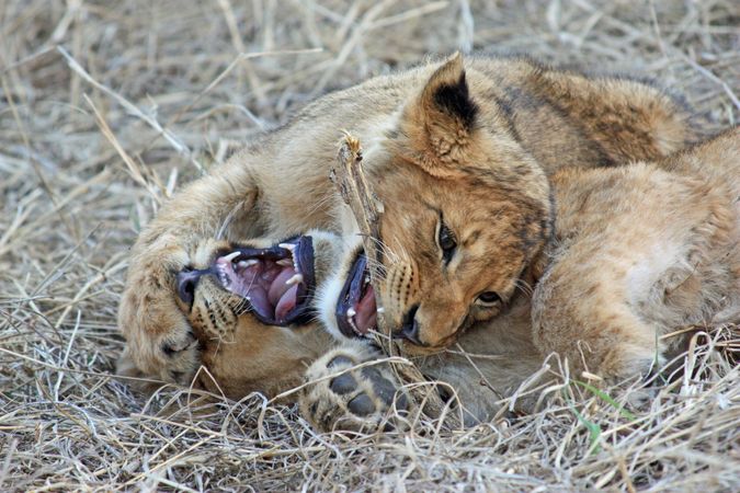 Brown lion cub and lioness playing on brown grass field