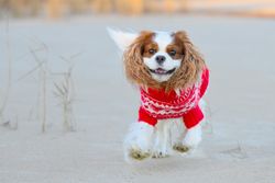 Cocker spaniel in knitted red shirt