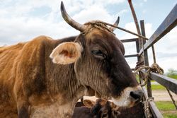 Cow with horns standing in pen, looking content.