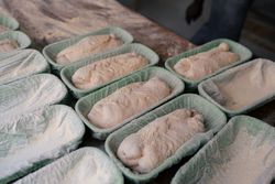 Portrait of several bread doughs on mold