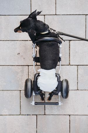 Dog with wheelchair on street