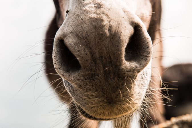 crop donkey nose standing at cloudy background