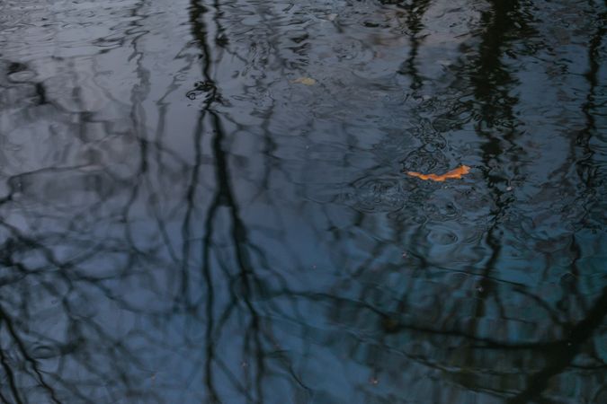 Tree branches reflected in water ripples