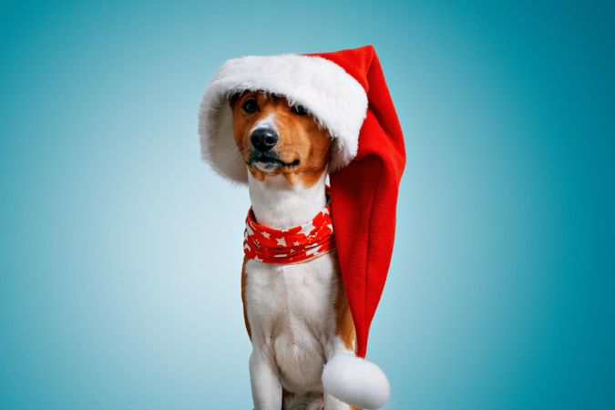 Portrait of dog in festive Santa hat and scarf