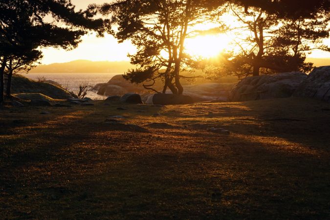 Peaceful meadow in pine forest near lake at sunset