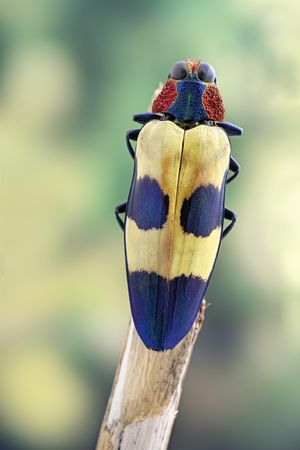 Jewel beetles perched on stick