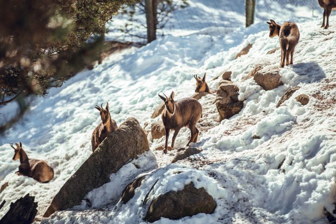 Goats pasturing on hill between snow
